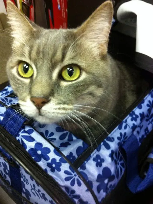 Palm Harbor Animal Hospital 12
