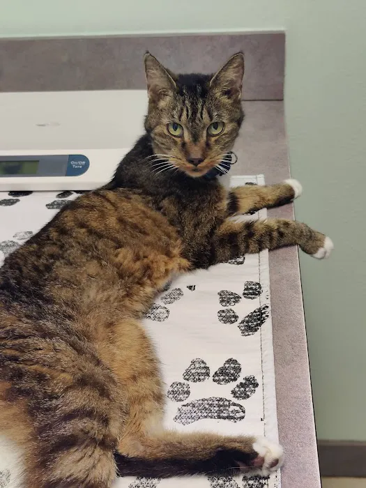 All Pets Hospital 1