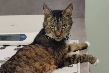 All Pets Hospital