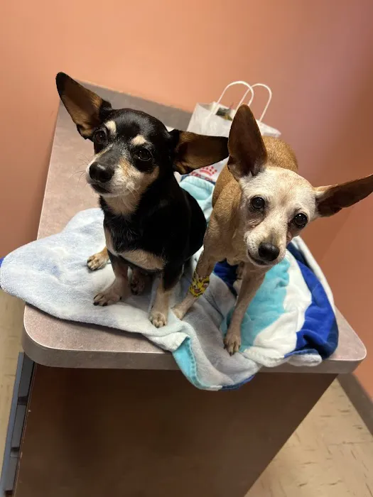 All Pets Hospital 4