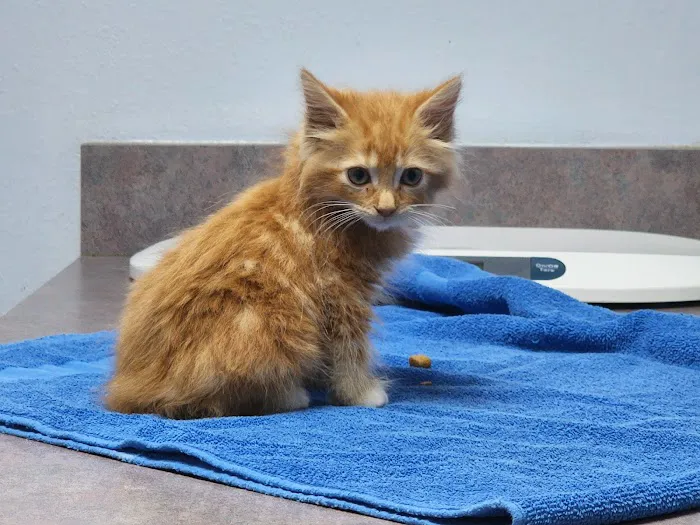 All Pets Hospital 9