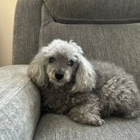 Gulfview Animal Hospital ico