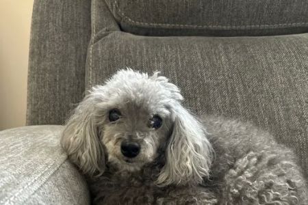 Gulfview Animal Hospital