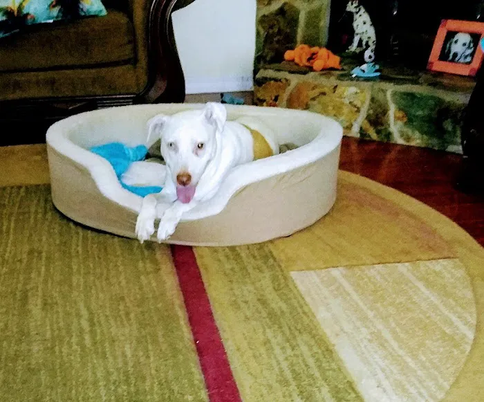 Gulfview Animal Hospital 12