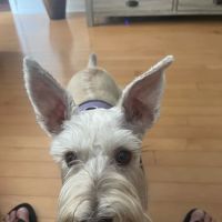 Banfield Pet Hospital ico