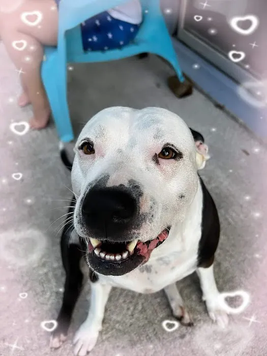 Banfield Pet Hospital 12
