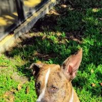 Pet Vaccination Clinic at Tractor Supply Co. ico