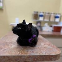 Tarpon Animal Hospital ico