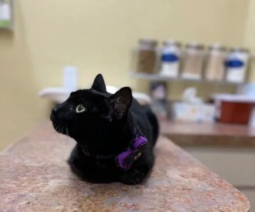 Tarpon Animal Hospital