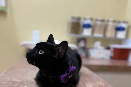 Tarpon Animal Hospital