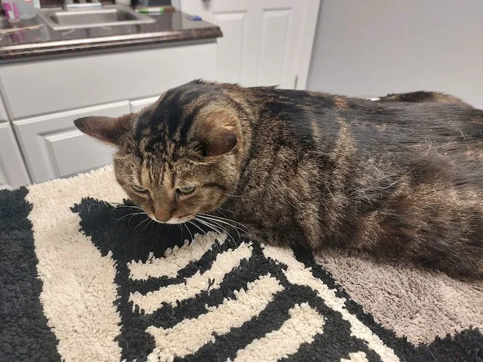 Pasco Animal Hospital 12