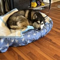 Pasco Animal Hospital ico
