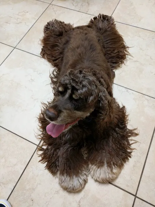 Animal Dermatology South 1
