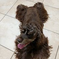 Animal Dermatology South ico