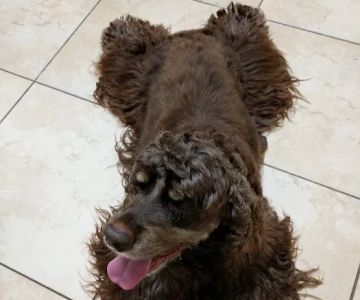 Animal Dermatology South