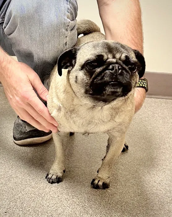 Animal Dermatology South 4
