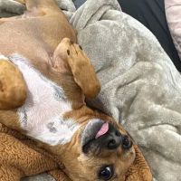 Advanced Veterinary Hospital: Dieter Scott DVM ico
