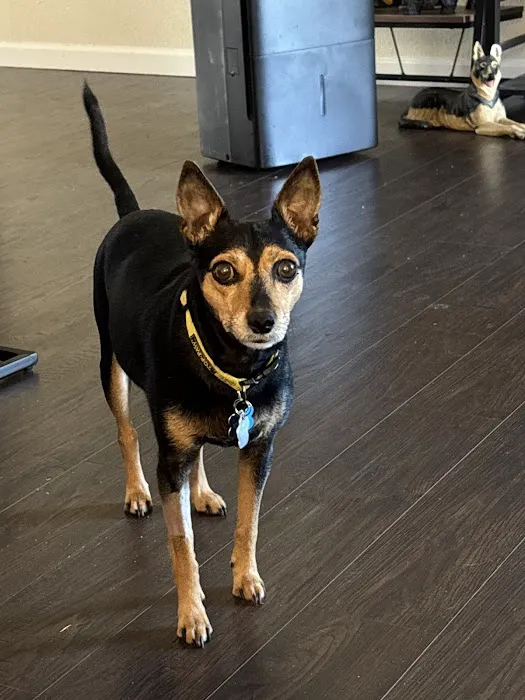 VCA Little Animal Hospital 12
