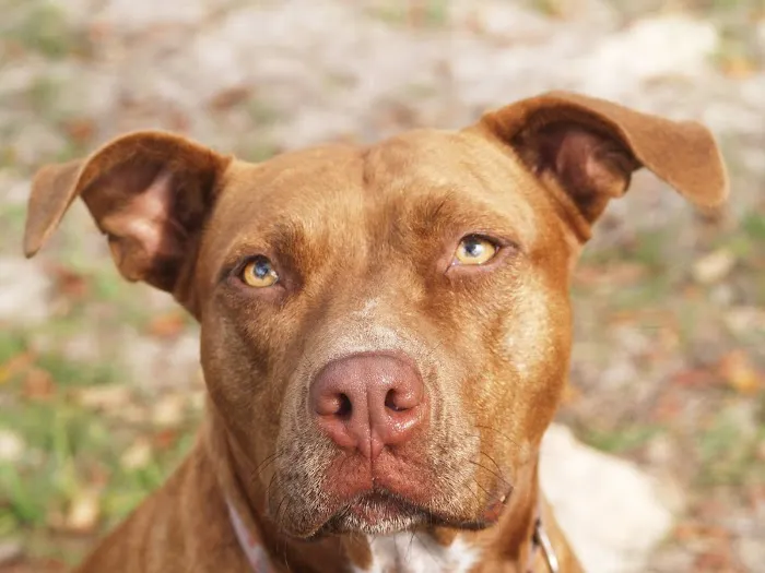 Animal Emergency of Hernando Inc. URGENT CARE. 1