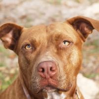 Animal Emergency of Hernando Inc. URGENT CARE. ico