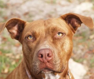 Animal Emergency of Hernando Inc. URGENT CARE.