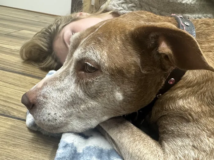 Animal Emergency of Hernando Inc. URGENT CARE. 4