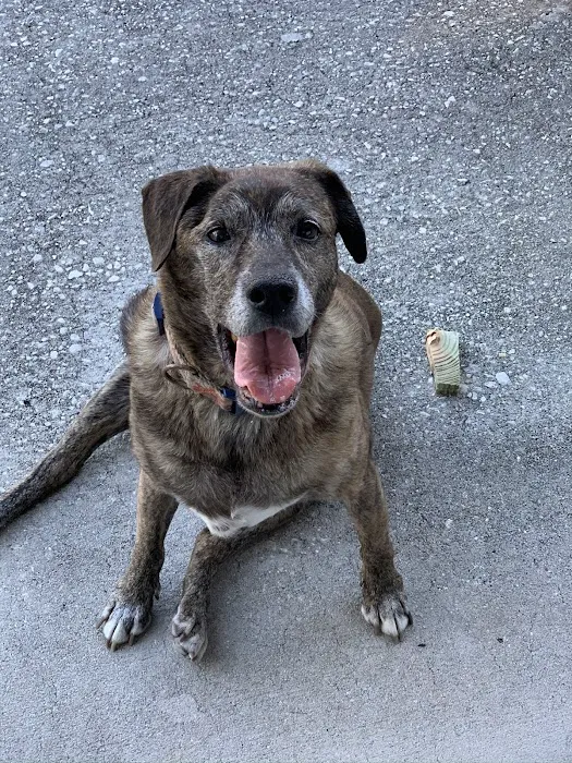 Animal Emergency of Hernando Inc. URGENT CARE. 8
