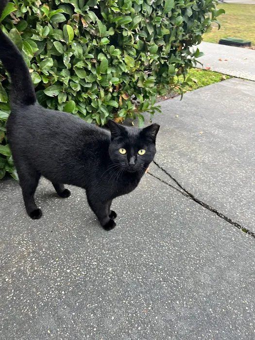 Animal Emergency of Hernando Inc. URGENT CARE. 7