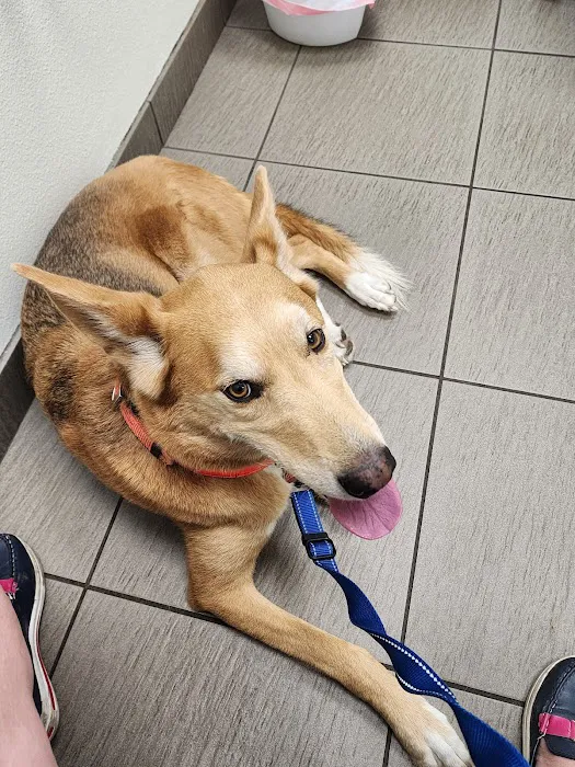 VCA San Francis Animal Hospital 7