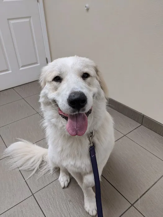 VCA San Francis Animal Hospital 5