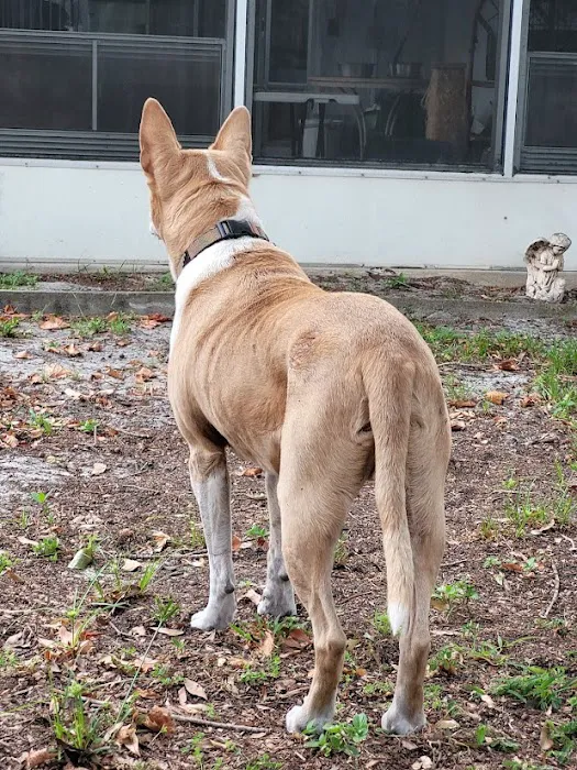 VCA San Francis Animal Hospital 2