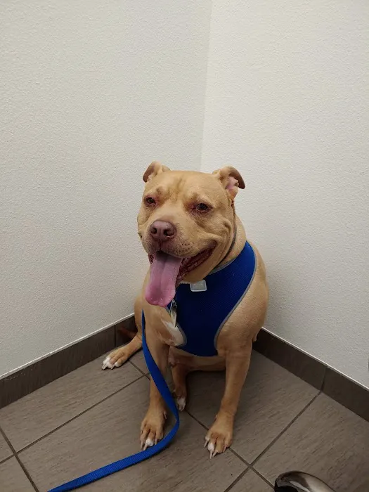VCA San Francis Animal Hospital 4