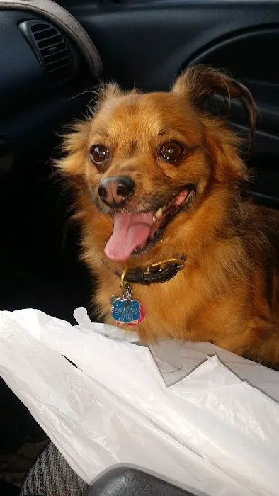 VCA San Francis Animal Hospital 3
