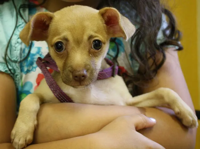 Kind Animal Care 12