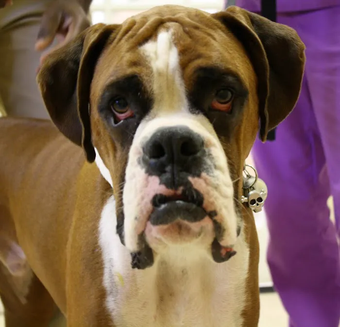 Kind Animal Care 12