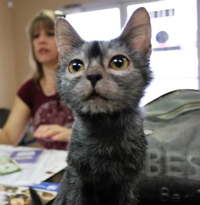 Kind Animal Care 12