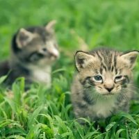 Silverthorn Animal Clinic ico