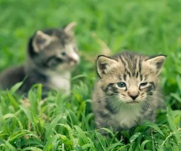 Silverthorn Animal Clinic