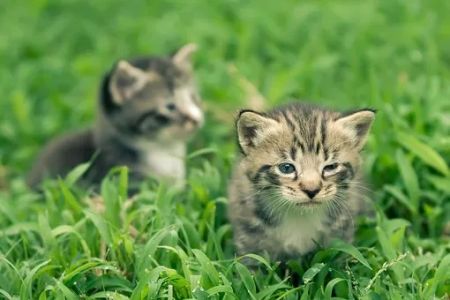 Silverthorn Animal Clinic