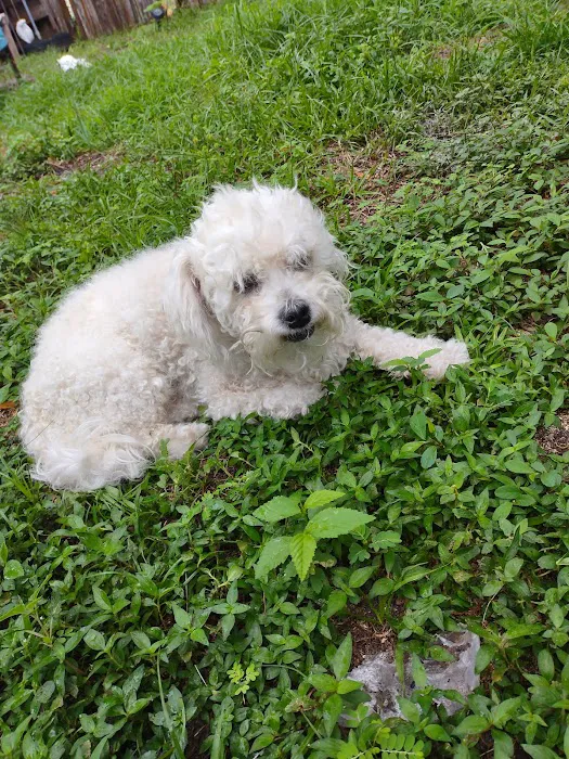 Silverthorn Animal Clinic 10