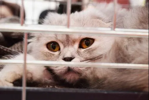 Silverthorn Animal Clinic 2