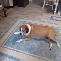 Hernando Animal Hospital ico