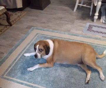 Hernando Animal Hospital