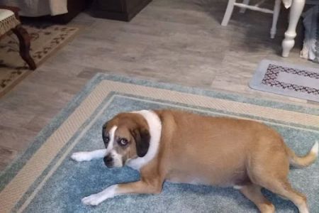 Hernando Animal Hospital