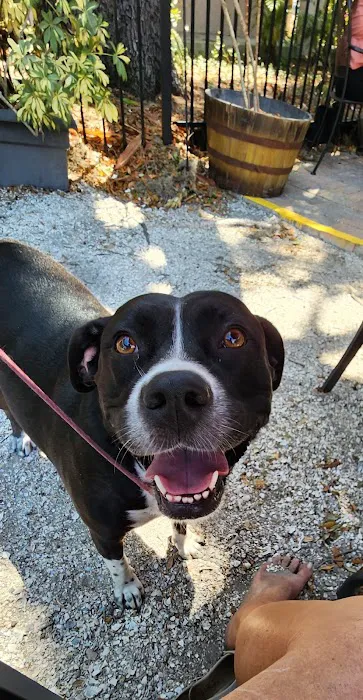 Hernando Animal Hospital 8
