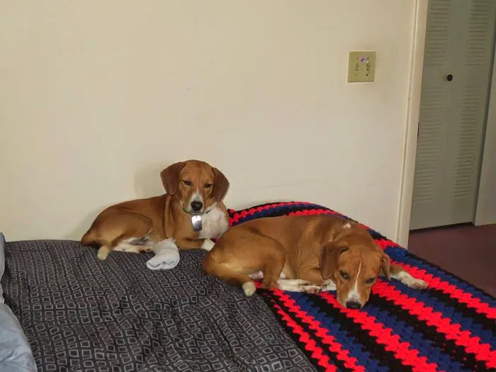 Hernando Animal Hospital 7
