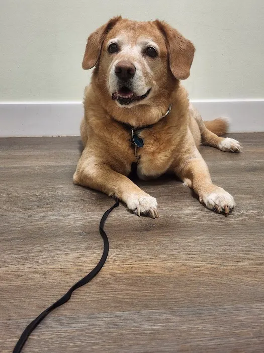 VCA Bayonet Point Animal Hospital 9