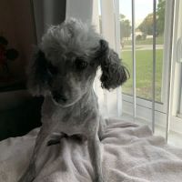 Banfield Pet Hospital ico