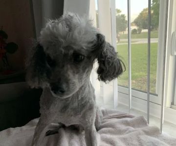 Banfield Pet Hospital