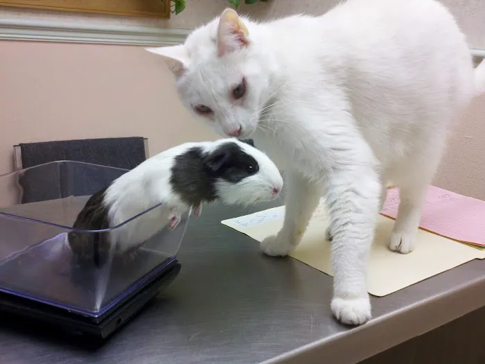 Westside Animal Clinic 12